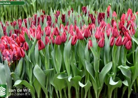 Tulipa Pallada (2)